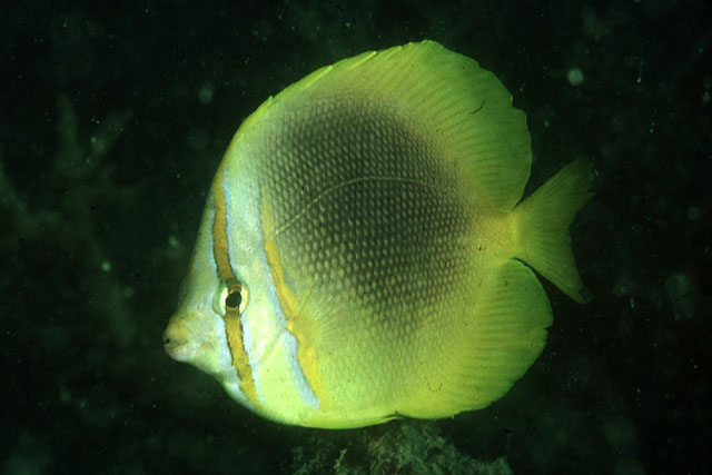 Chaetodon aureofasciatus